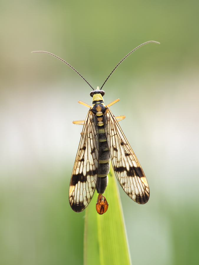 Scorpion Fly male 2